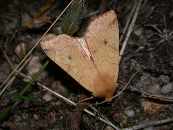 Enargia paleacea Esp. adulte - ©Philippe Mothiron