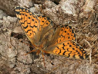 Boloria pales D. & S. adulte - Daniel Morel