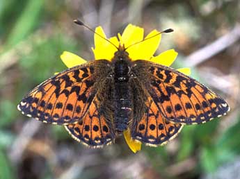 Boloria pales D. & S. adulte - Tristan Lafranchis