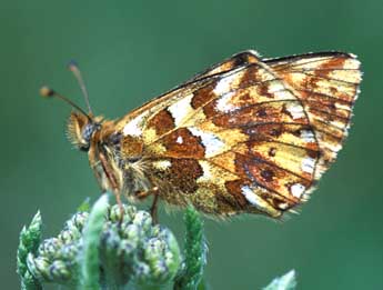 Boloria pales D. & S. adulte - ©Tristan Lafranchis