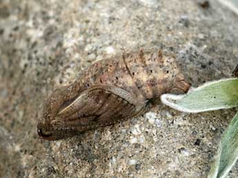  Chrysalide de Boloria pales D. & S. - ©Daniel Morel