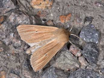 Mythimna pallens L. adulte - Philippe Mothiron