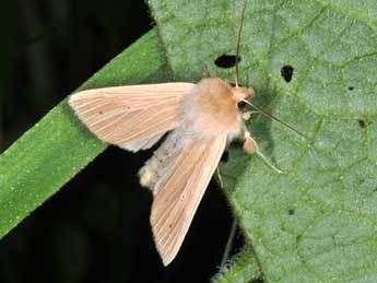 Mythimna pallens L. adulte - ©Philippe Mothiron