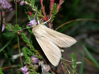 Mythimna pallens L. adulte - Philippe Mothiron