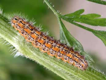  Chenille de Manulea palliatella Scop. - ©Daniel Morel