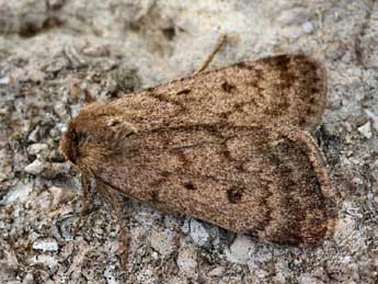 Athetis pallustris Hb. adulte - Daniel Morel