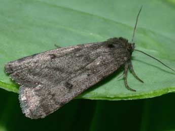 Athetis pallustris Hb. adulte - Philippe Mothiron