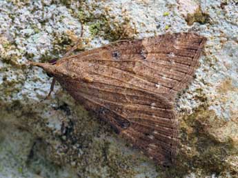 Hypena palpalis Hb. adulte - ©Daniel Morel