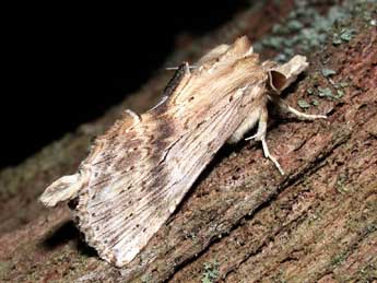 Pterostoma palpina Cl. adulte - Philippe Mothiron