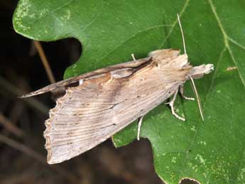 Pterostoma palpina Cl. adulte - Philippe Mothiron