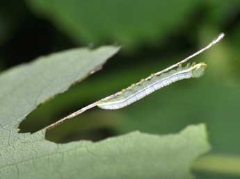  Chenille de Pterostoma palpina Cl. - Philippe Mothiron