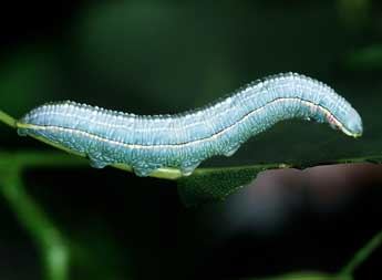  Chenille de Pterostoma palpina Cl. - Philippe Mothiron