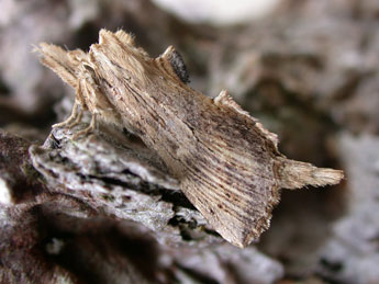 Pterostoma palpina Cl. adulte - Philippe Mothiron