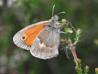 Coenonympha pamphilus L. adulte - Philippe Mothiron