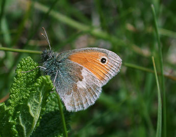 Coenonympha pamphilus L. adulte - ©Philippe Mothiron