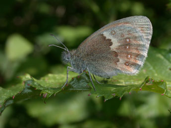 Coenonympha pamphilus L. adulte - Philippe Mothiron