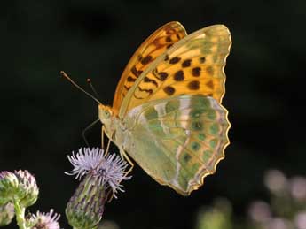 Argynnis paphia L. adulte - ©Philippe Mothiron