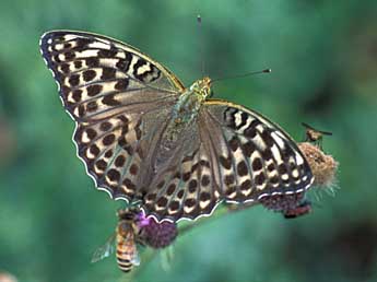 Argynnis paphia L. adulte - Tristan Lafranchis