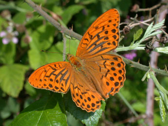 Argynnis paphia L. adulte - Philippe Mothiron