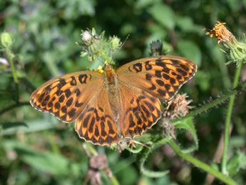 Argynnis paphia L. adulte - Philippe Mothiron