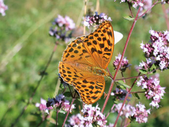 Argynnis paphia L. adulte - Philippe Mothiron