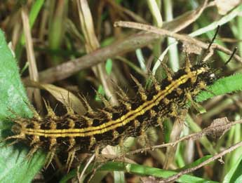  Chenille de Argynnis paphia L. - Philippe Mothiron