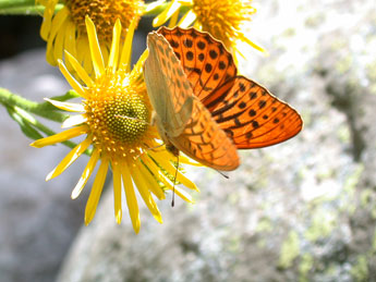 Argynnis paphia L. adulte - Philippe Mothiron