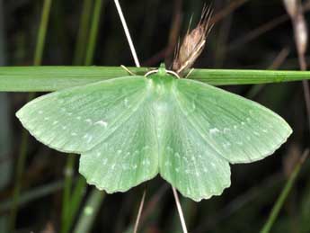 Geometra papilionaria L. adulte - ©Philippe Mothiron