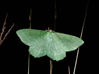 Geometra papilionaria L. adulte - Philippe Mothiron