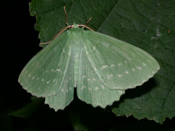 Geometra papilionaria L. adulte - Philippe Mothiron