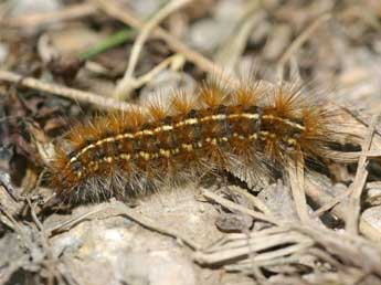  Chenille de Ocnogyna parasita Hb. - ©Daniel Morel