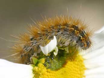  Chenille de Ocnogyna parasita Hb. - Daniel Morel