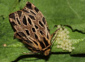 Ocnogyna parasita Hb. adulte - ©Yann Baillet