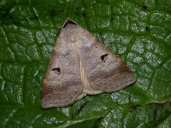 Lygephila pastinum Tr. adulte - Philippe Mothiron