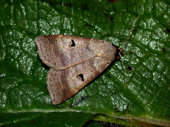 Lygephila pastinum Tr. adulte - Philippe Mothiron