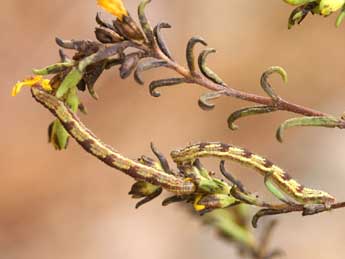  Chenille de Eupithecia laquaearia H.-S. - ©Lionel Taurand
