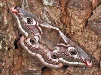 Saturnia pavonia L. adulte - Philippe Mothiron