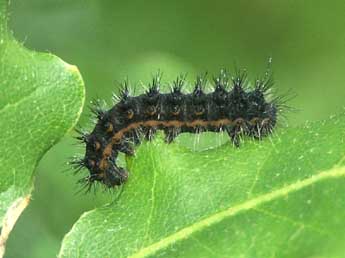  Chenille de Saturnia pavonia L. - ©Claire Hodd