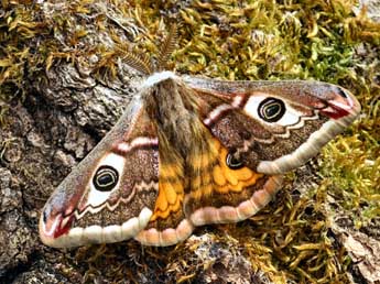 Saturnia pavonia L. adulte - Daniel Morel