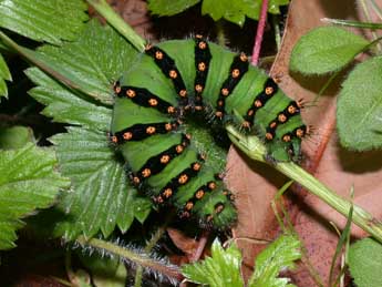  Chenille de Saturnia pavonia L. - ©Philippe Mothiron