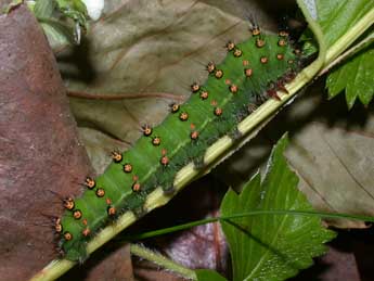  Chenille de Saturnia pavonia L. - Philippe Mothiron