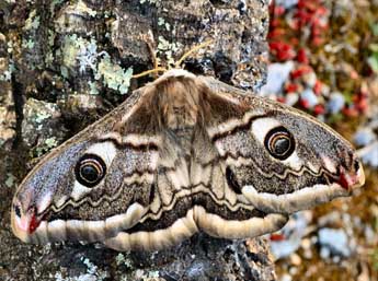 Saturnia pavoniella Scop. adulte - ©Daniel Morel