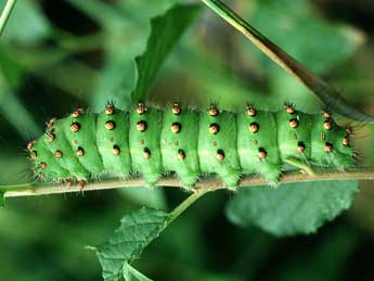  Chenille de Saturnia pavoniella Scop. - ©Philippe Mothiron