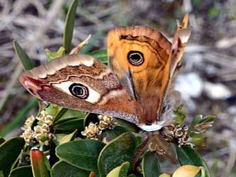 Saturnia pavoniella Scop. adulte - ©Daniel Morel