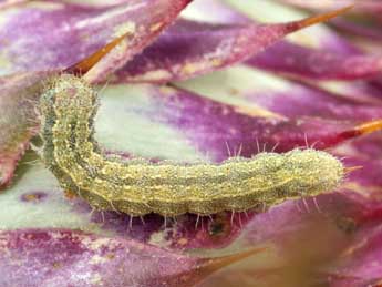  Chenille de Heliothis peltigera D. & S. - ©Daniel Morel