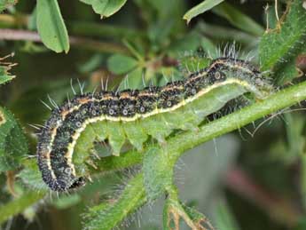  Chenille de Heliothis peltigera D. & S. - ©Philippe Mothiron