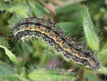  Chenille de Heliothis peltigera D. & S. - ©Philippe Mothiron