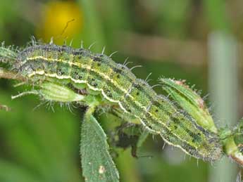  Chenille de Heliothis peltigera D. & S. - ©Philippe Mothiron