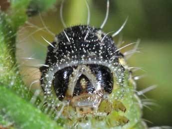  Chenille de Heliothis peltigera D. & S. - Philippe Mothiron