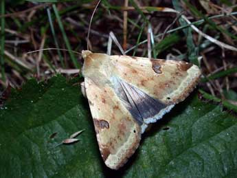 Heliothis peltigera D. & S. adulte - Philippe Mothiron